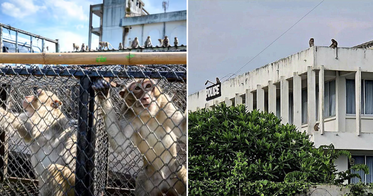 Monos atacan comisaría en Tailandia