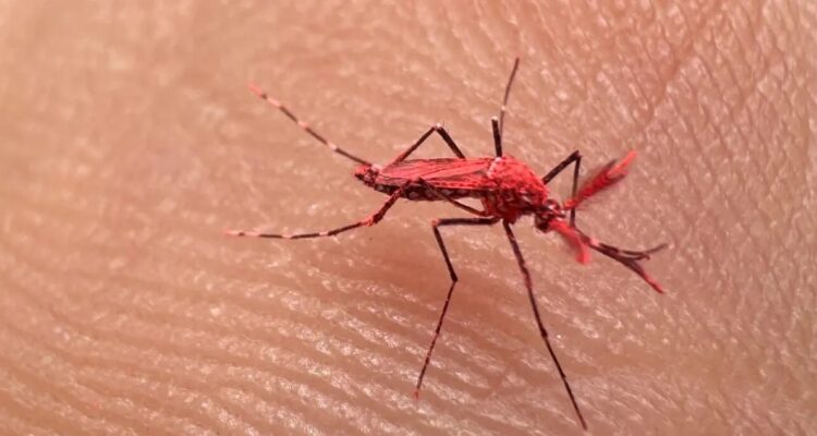 Mosquito rojo