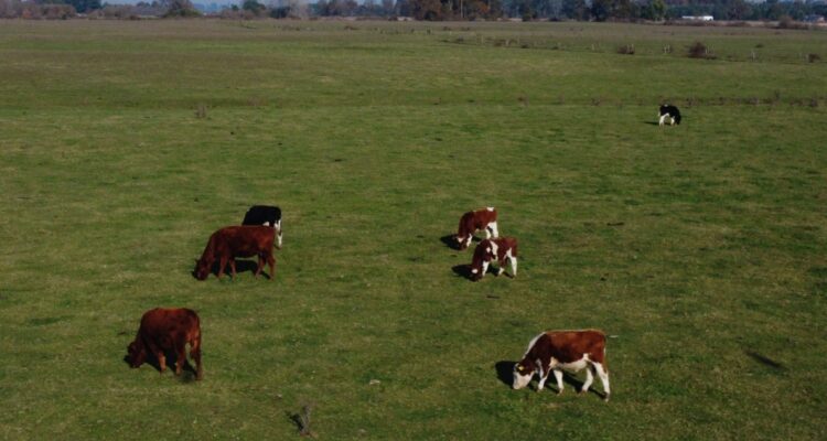 ong campo seguro pide a conadi no comprar terreno tomado