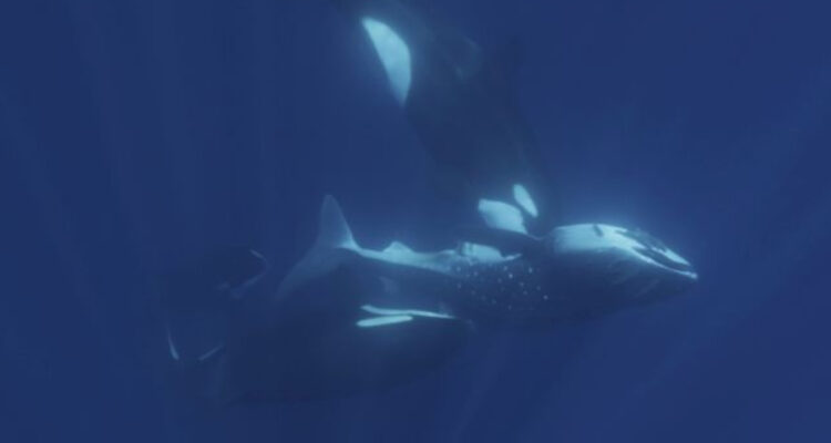 Orcas cazan a un tiburón ballena