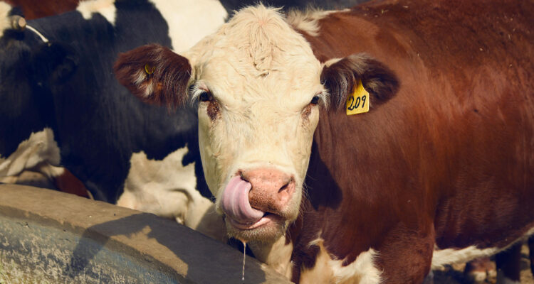 Ordenan al mayor productor de leche cruda de California suspender distribución por gripe aviar