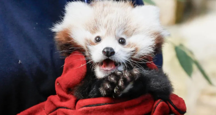 Panda rojo de tres meses muere a causa de estrés provocado por fuegos artificiales en Escocia
