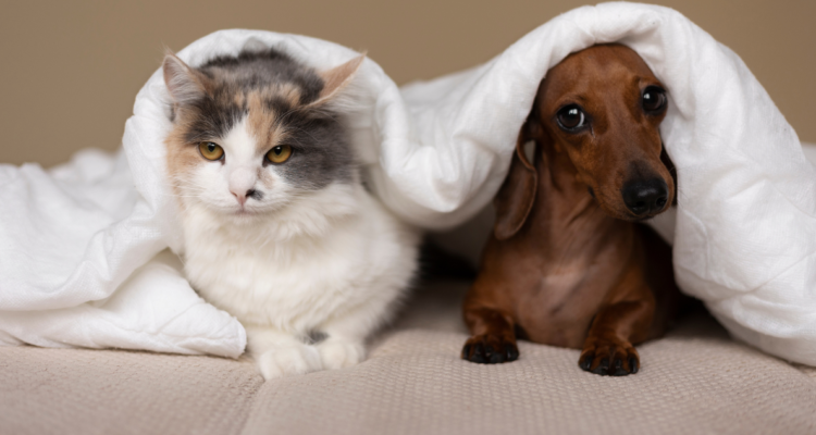 Qué recomendaciones seguir antes y durante el pelechaje de nuestras mascotas