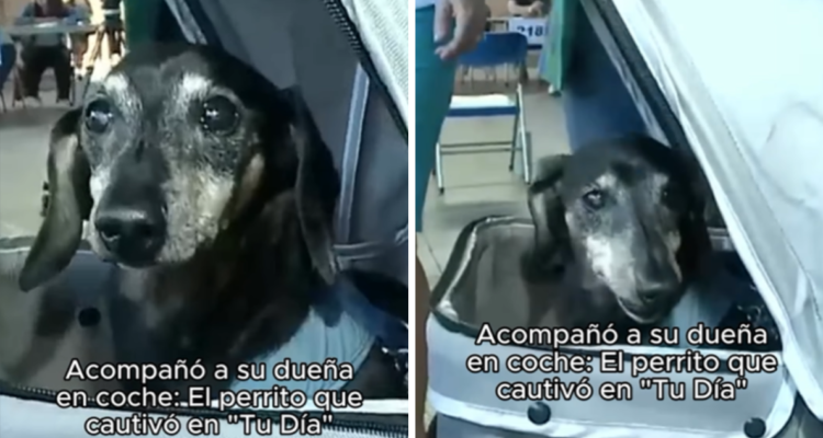 Mujer lleva a su perro a votar en un coche de bebé: tiene 17 años, está ciego y no puede caminar