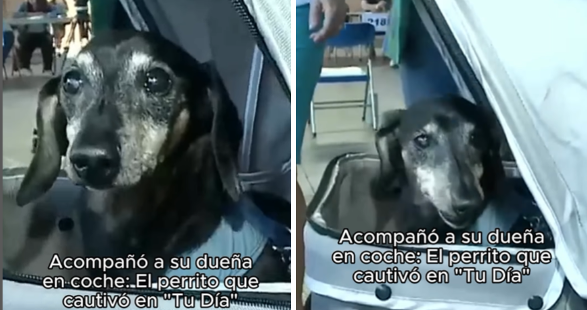 Mujer lleva a su perro a votar en un coche de bebé: tiene 17 años, está ciego y no puede caminar