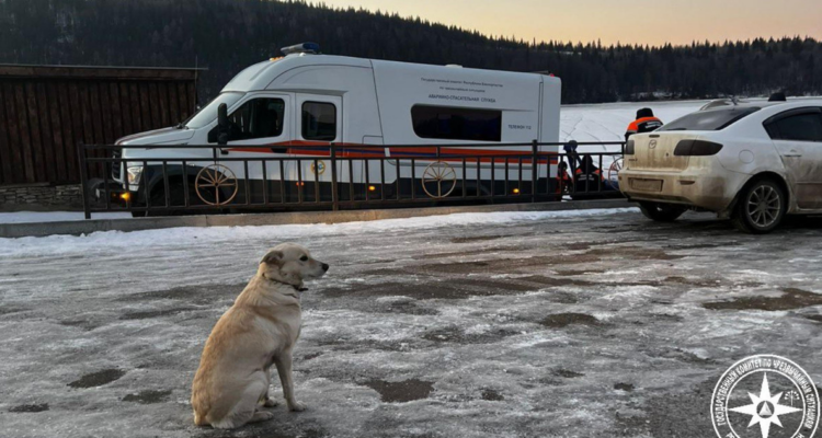 Perrita espera a su dueño, muerto en un río congelado en Rusia