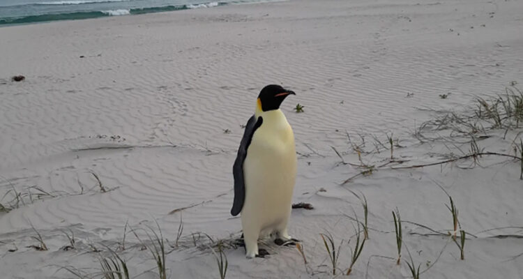 Pingüino emperador que apareció en Australia