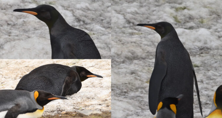 Pingüino rey negro