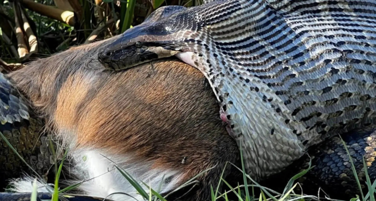 Pitón devora ciervo de 50 kilos