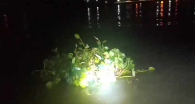 Planta acuática en Argentina