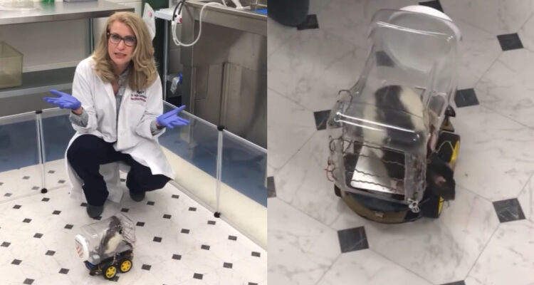 Ratas que aprendieron a conducir