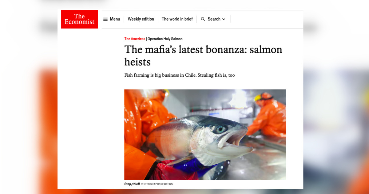 The Economist publica sobre mafias del salmón en Chile y que en Bío Bío “cambiaron” madera por pescado