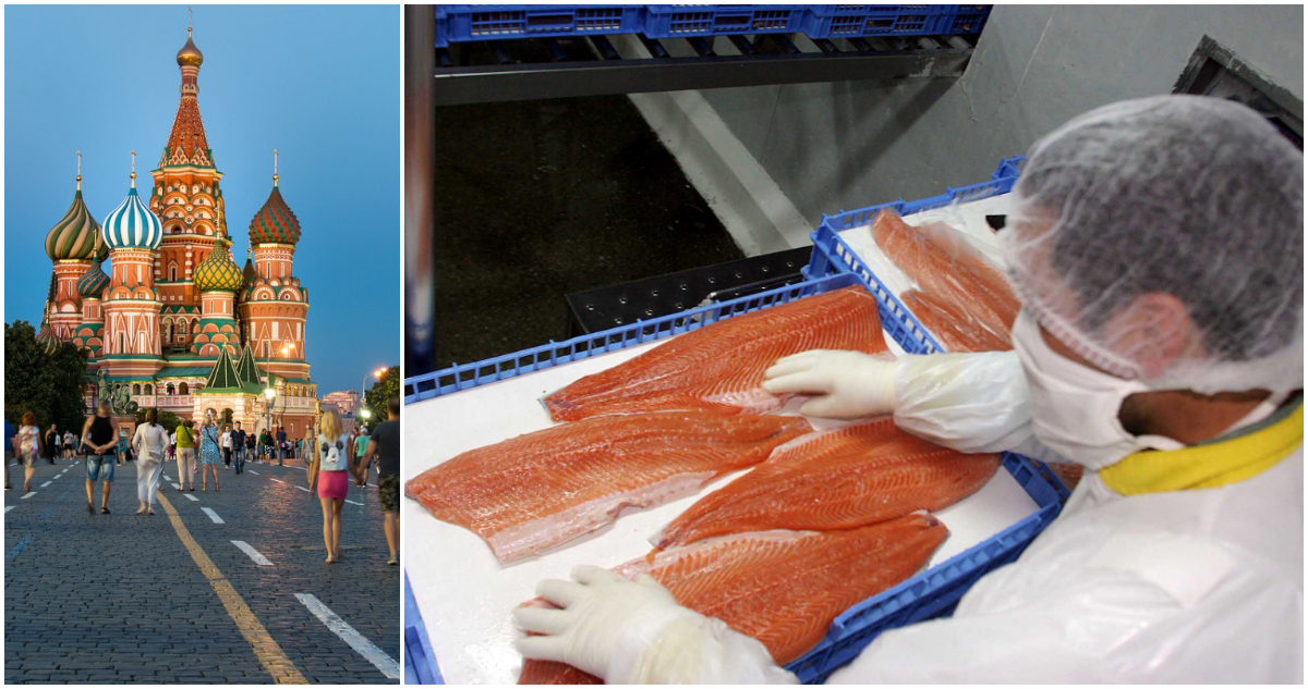 Salmón, el más afectado: Rusia importó un tercio menos de pescado chileno en primeros 9 meses de 2024
