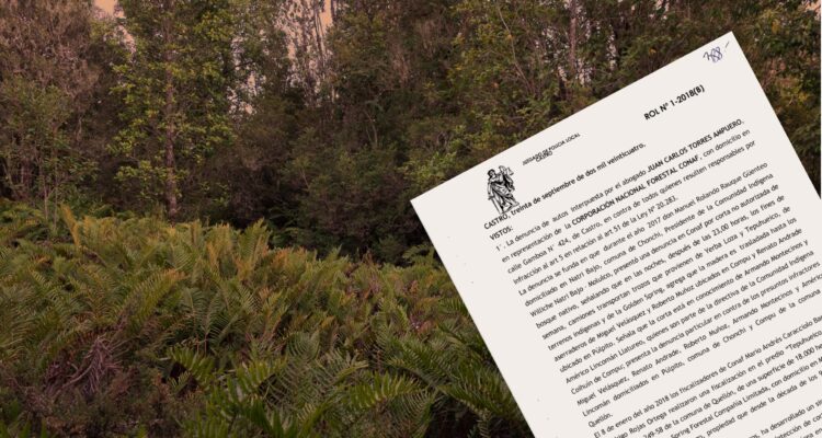 Condenan a comunidad mapuche y forestal a mayor multa de la historia por destruir bosque nativo