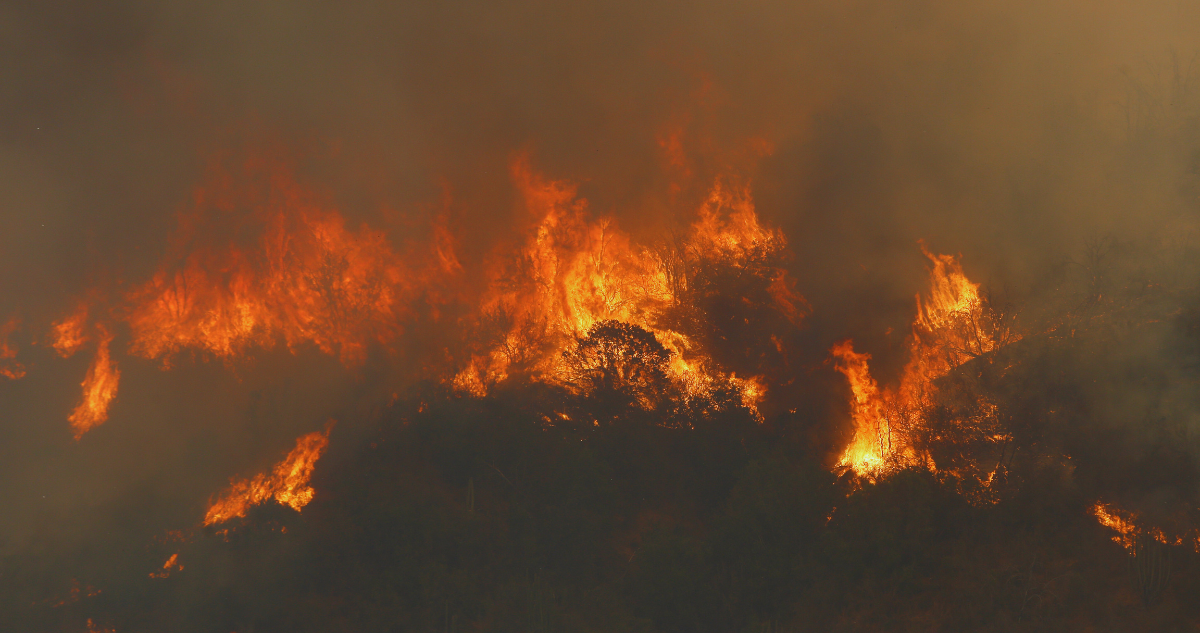 Senapred mantiene alerta roja en la comuna de Navidad por incendio forestal