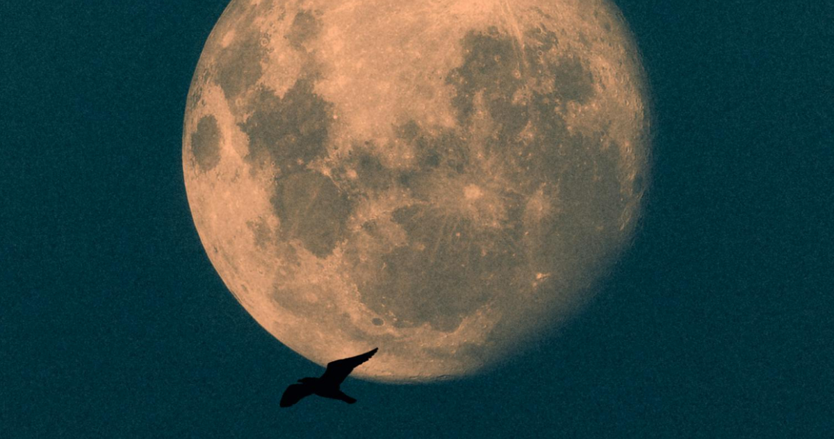 Luna del Castor 2024