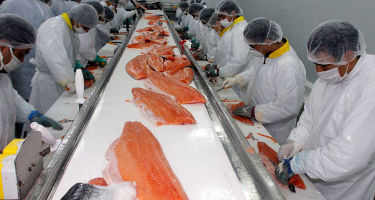 Estancamiento industria salmonera