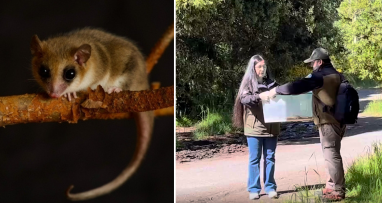 Cuatro monitos del monte Cerro Ñielol