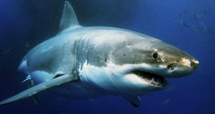 Buzo muere atacado por tiburón