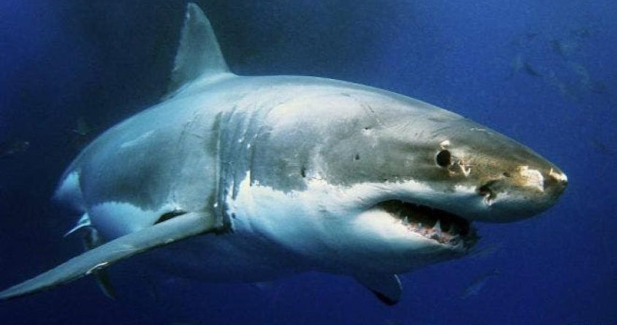 Buzo muere atacado por tiburón