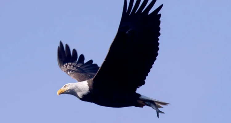 El águila calva ahora es oficialmente el ave nacional de EEUU pese a ser usada como símbolo desde 1782