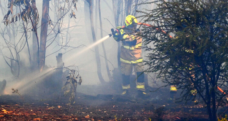 Alcalde de Padre Hurtado cifra en 250 las hectáreas consumidas por incendio forestal