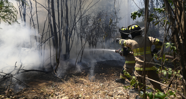 alerta roja incendio forestal vichuquen