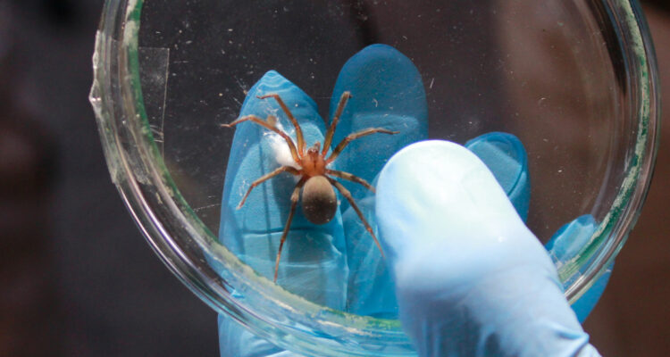 Arañas de rincón en verano: qué hacer en caso de una mordida y cómo prevenir su aparición en casa