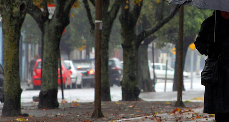 Talarán 23 árboles del centro de Concepción