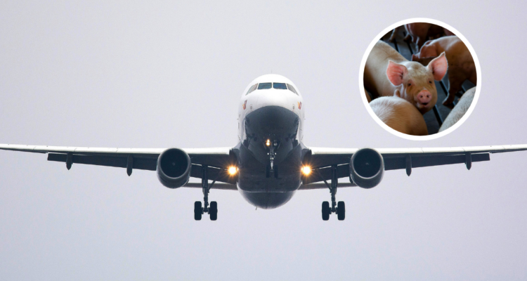 Avión debió hacer un aterrizaje de emergencia por el mal olor de 100 cerdos que estaban en bodega
