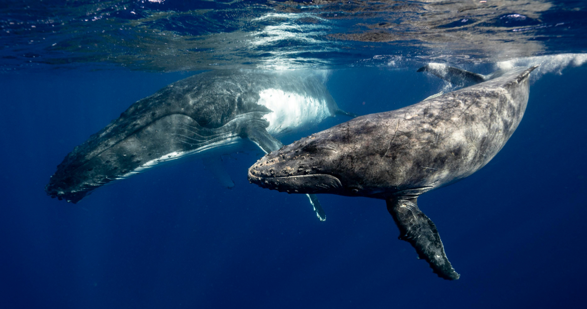 ballena jorobada