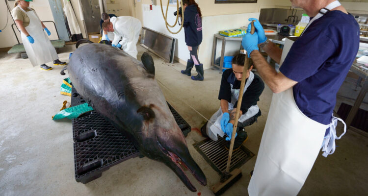 Comienza la disección de la ballena más rara del mundo: solo se han avistado 7 en todo el planeta
