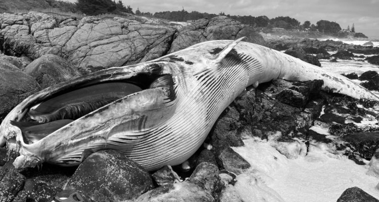Ballena varó muerta en playa de Isla Negra