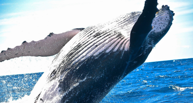 Estudio revela que algunas especies de ballenas podrían vivir el doble, si no fuera por los humanos
