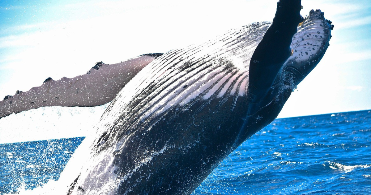 Estudio revela que algunas especies de ballenas podrían vivir el doble, si no fuera por los humanos