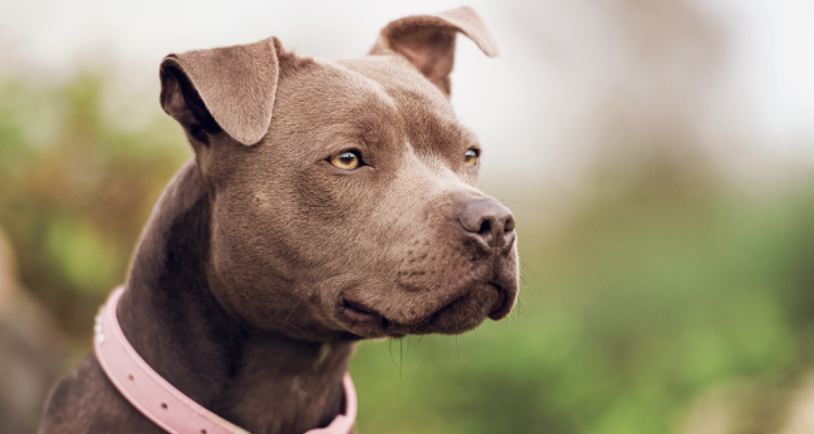 Bebé de un año muere en el Hospital Regional de Talca tras ser atacada por un perro pitbull