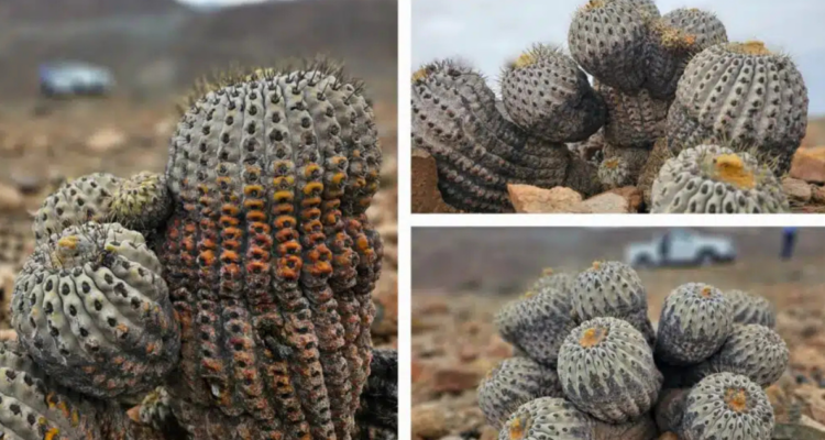cactus Copiapoa