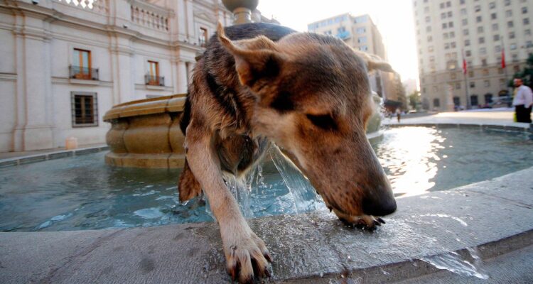 Consejos y maneras de cómo cuidar a mascotas como perros y gatos de las altas temperaturas y evitar golpes de calor, ¿cómo reconocerlos?
