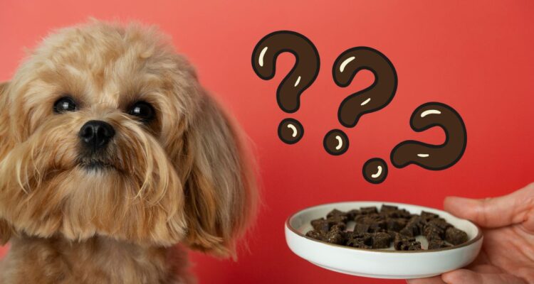 Cuántas veces al día debe comer un perro, cuál es la porción o cantidad correcta según su peso o porte, y en qué hora horario darles alimento.