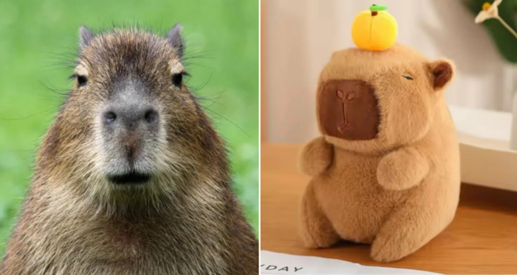 Capibara, animal del 2014