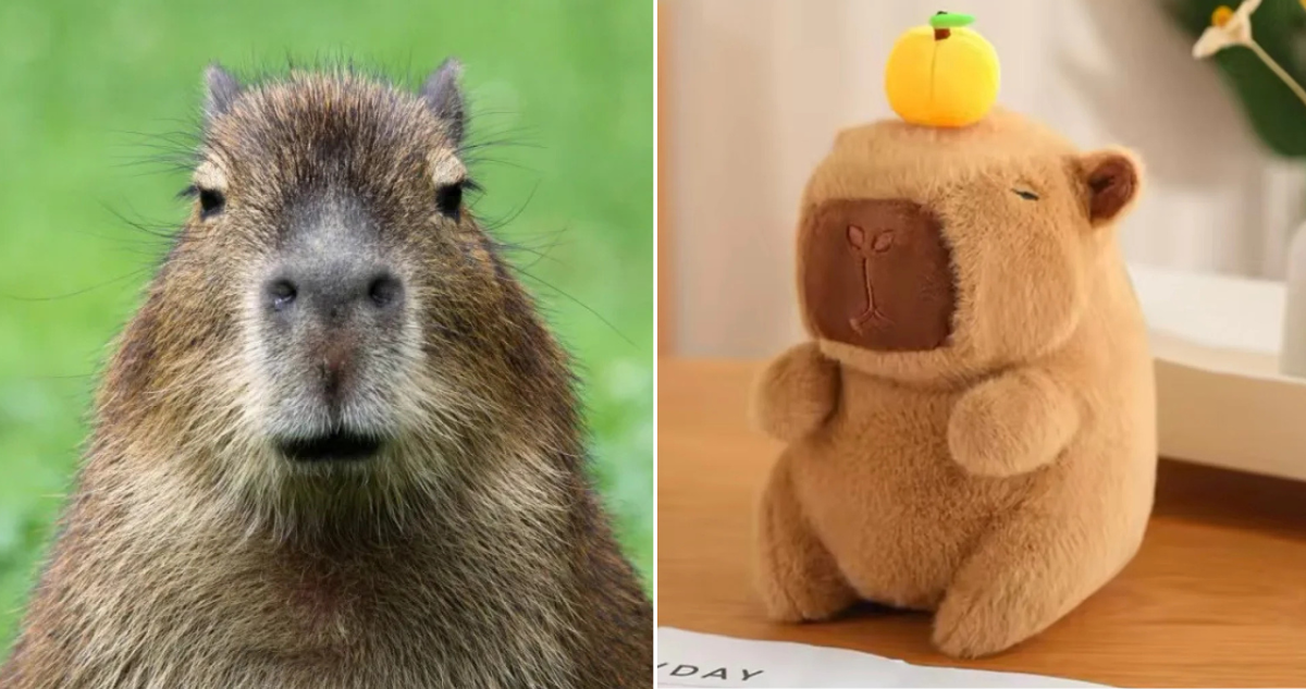Capibara, animal del 2014