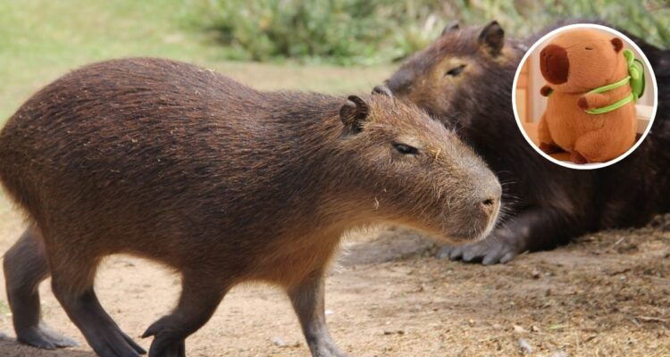 Qué son las capibaras o carpinchos, el animal o juguete preferido de esta navidad que vive en casi todos los países de Sudamérica, menos en Chile.