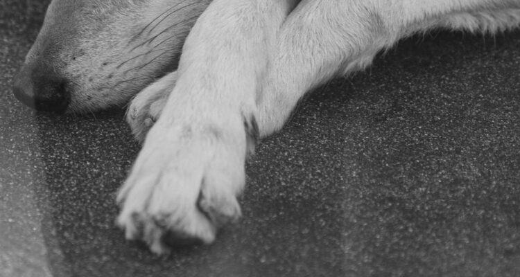 En prisión queda imputado por brutal caso de maltrato animal en Talagante: perro fue sacrificado