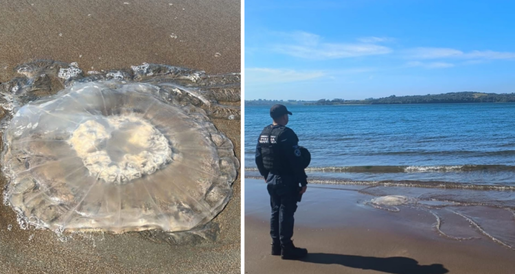 Emiten alerta por presencia de medusas varadas en playa de Península de Lacuy en Ancud