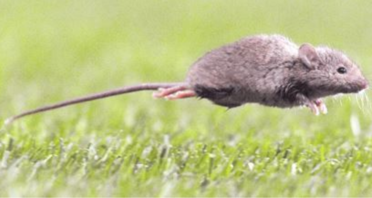 Autoridades de Valparaíso realizan jornada de inspección y entregan recomendaciones por virus Hanta