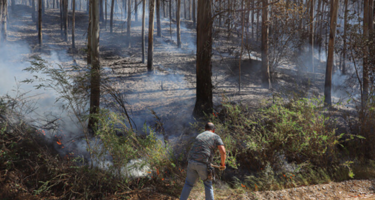Confirman que PDI está indagando intencionalidad tras incendio en Hualqui que afectó a 80 hectáreas