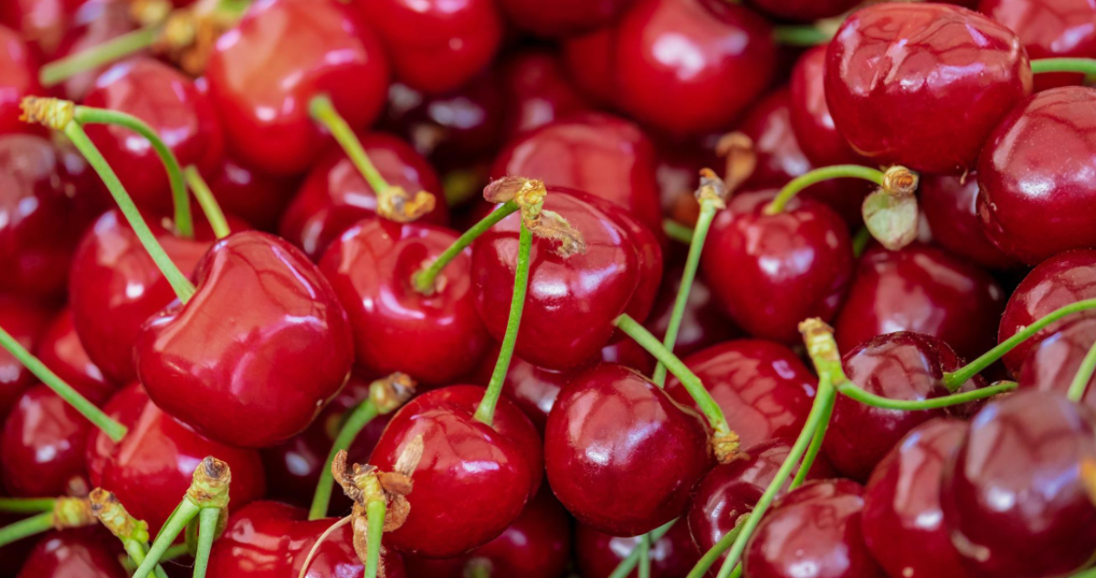 Cerezas por exportación desde el CET Angol a China