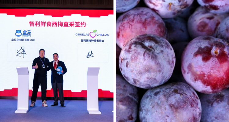Gremio de ciruelas sella acuerdo para envíos directos a cadena china de supermercados ligada a Alibaba