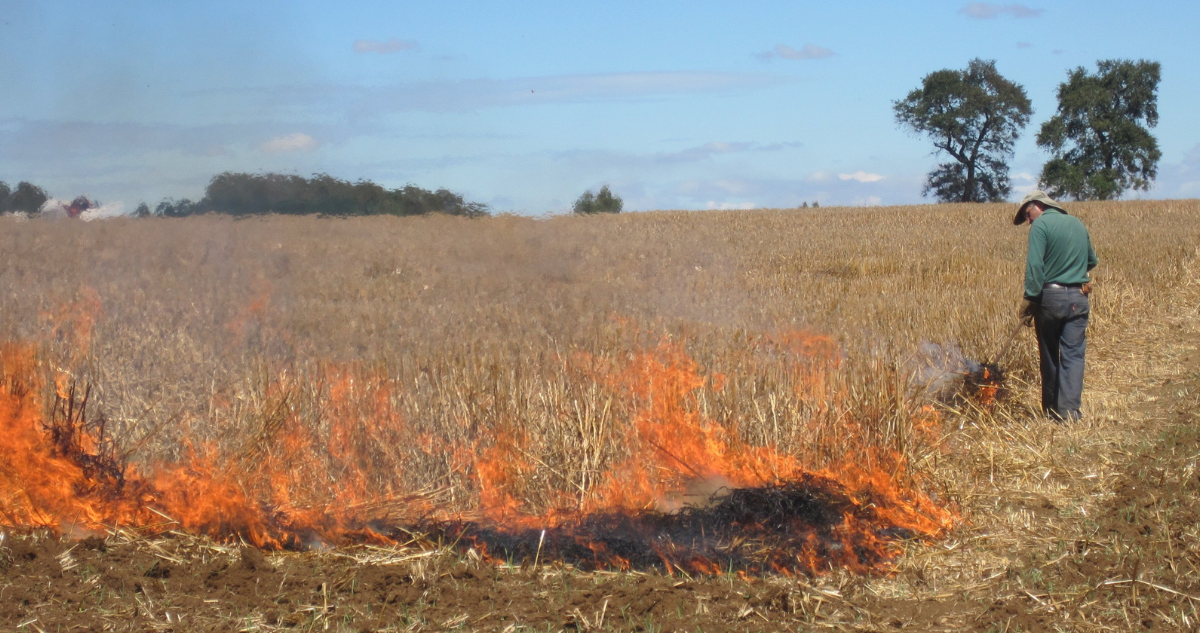 Conaf establece restricciones para el uso del fuego en 8 regiones: busca prevenir incendios forestales