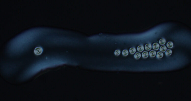 Torbellinos al interior de una gota de cristal líquido